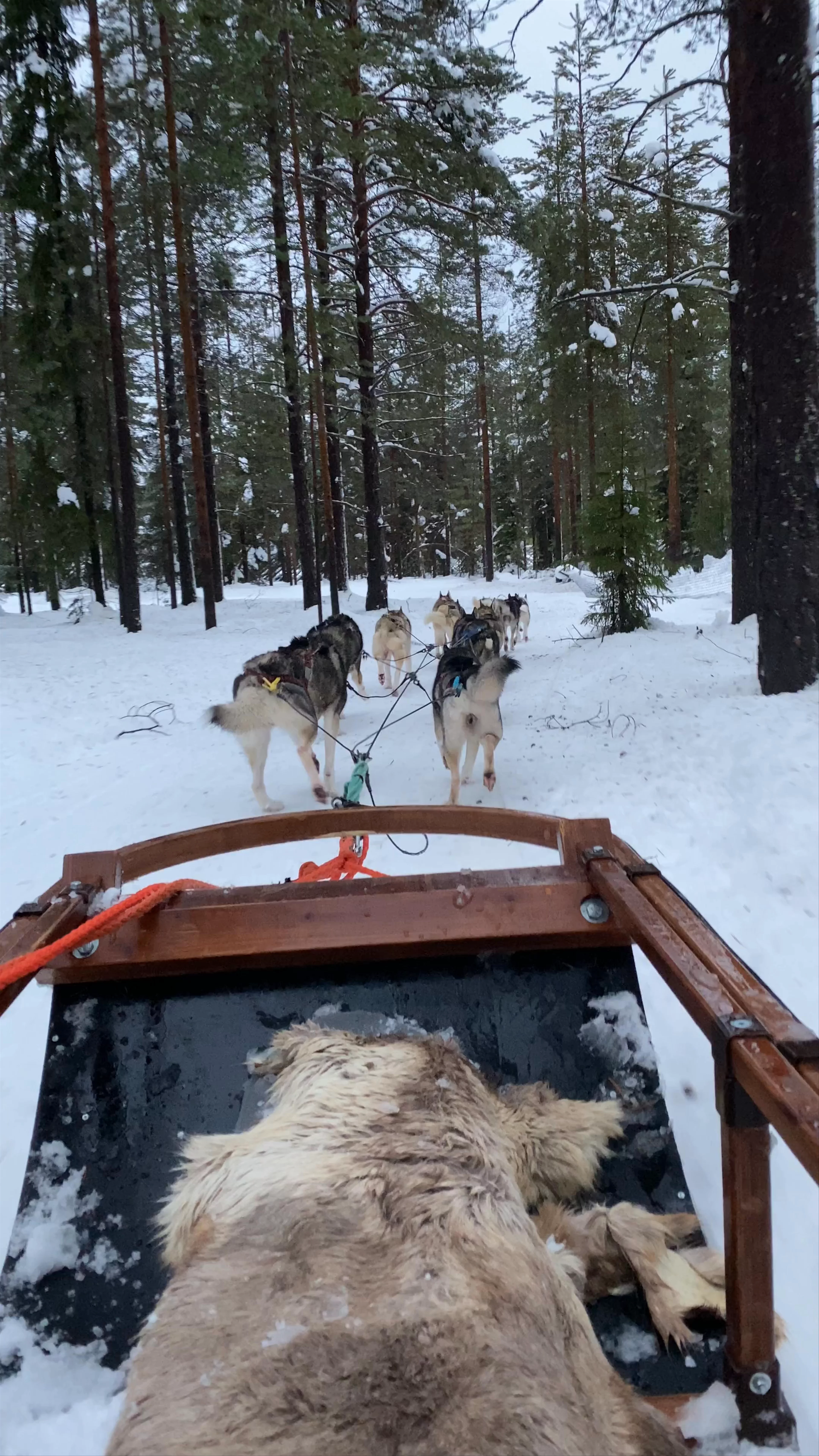 Arctic Circle Husky Park, Joulumaantie, Rovaniemi, Finland