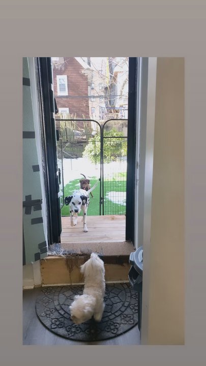 Pebblesplaymates - Video of playtime - Dog Walkers Near Me - Brooklyn, New York