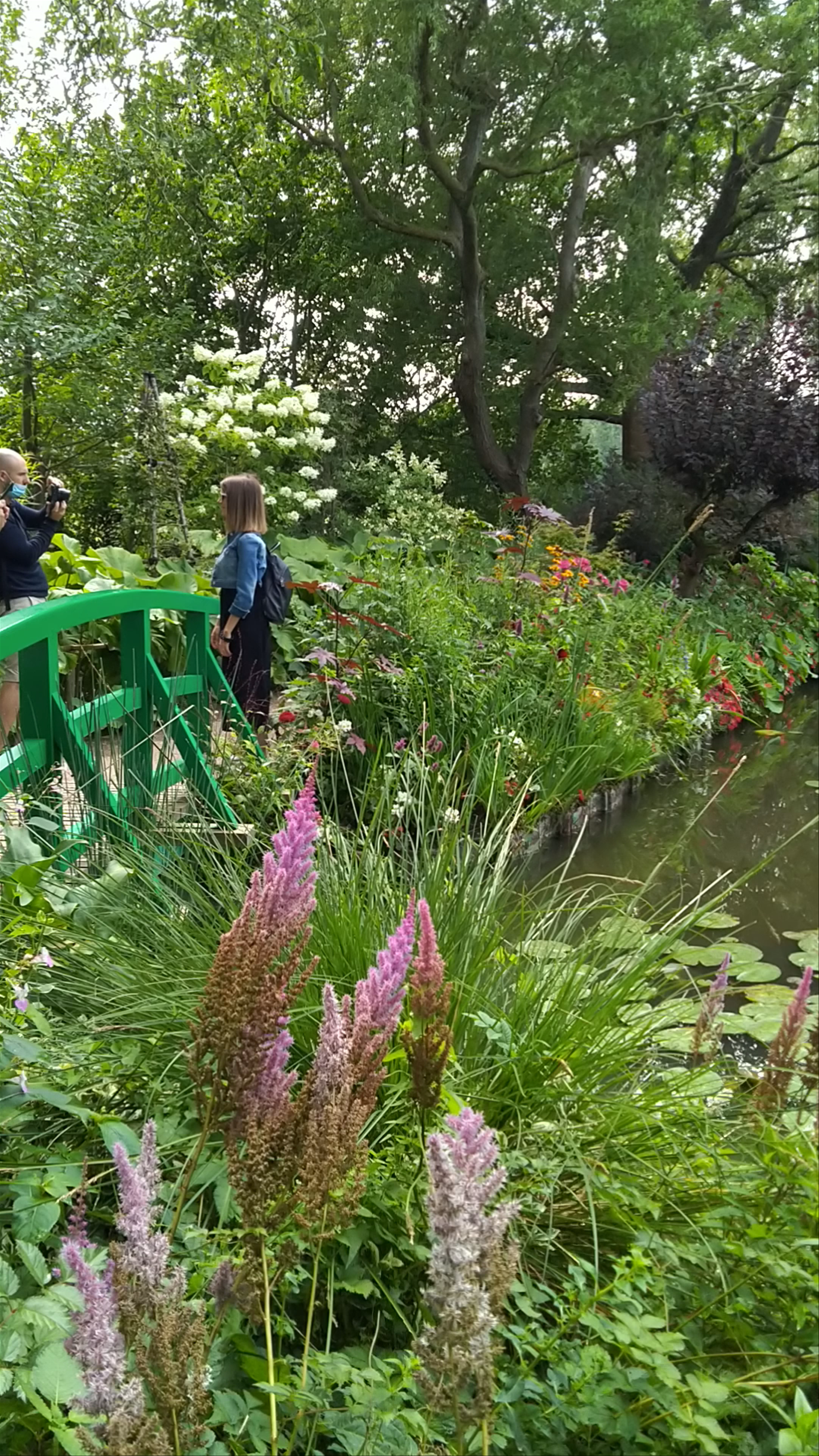 Monet's water lilies garden