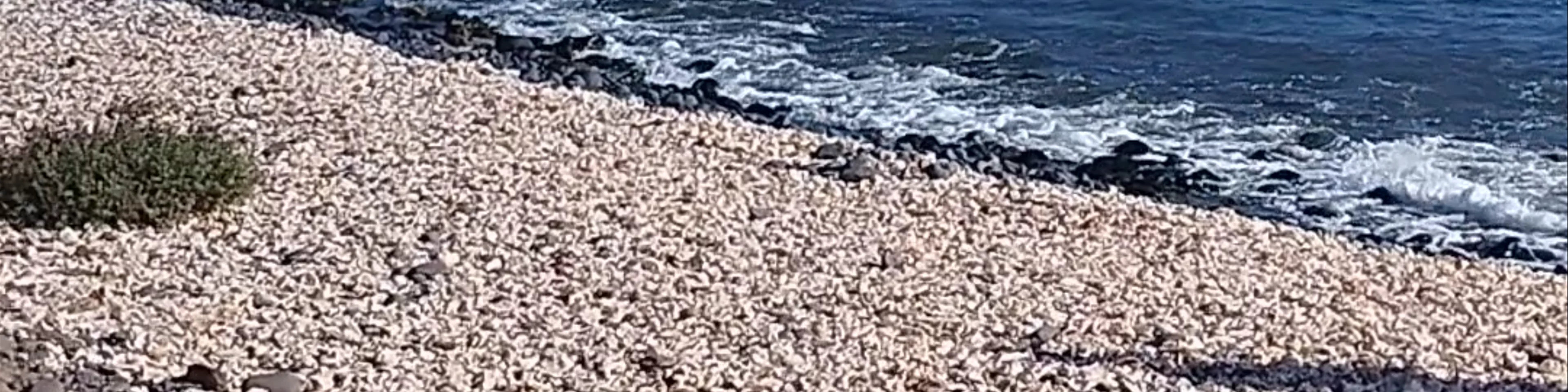 Shell Cemetery Beach