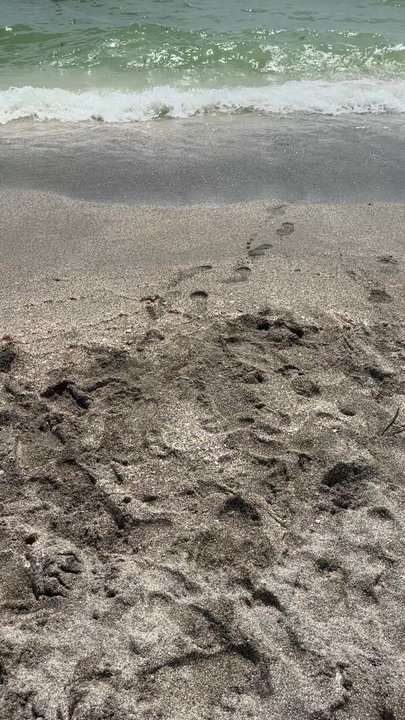 Turtle Beach - Beaches Near Me - Sarasota, Florida