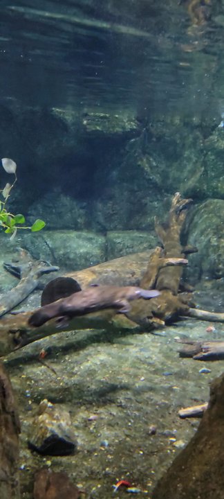 Walkabout Australia - Platypus - Zoos Near Me - Escondido, California