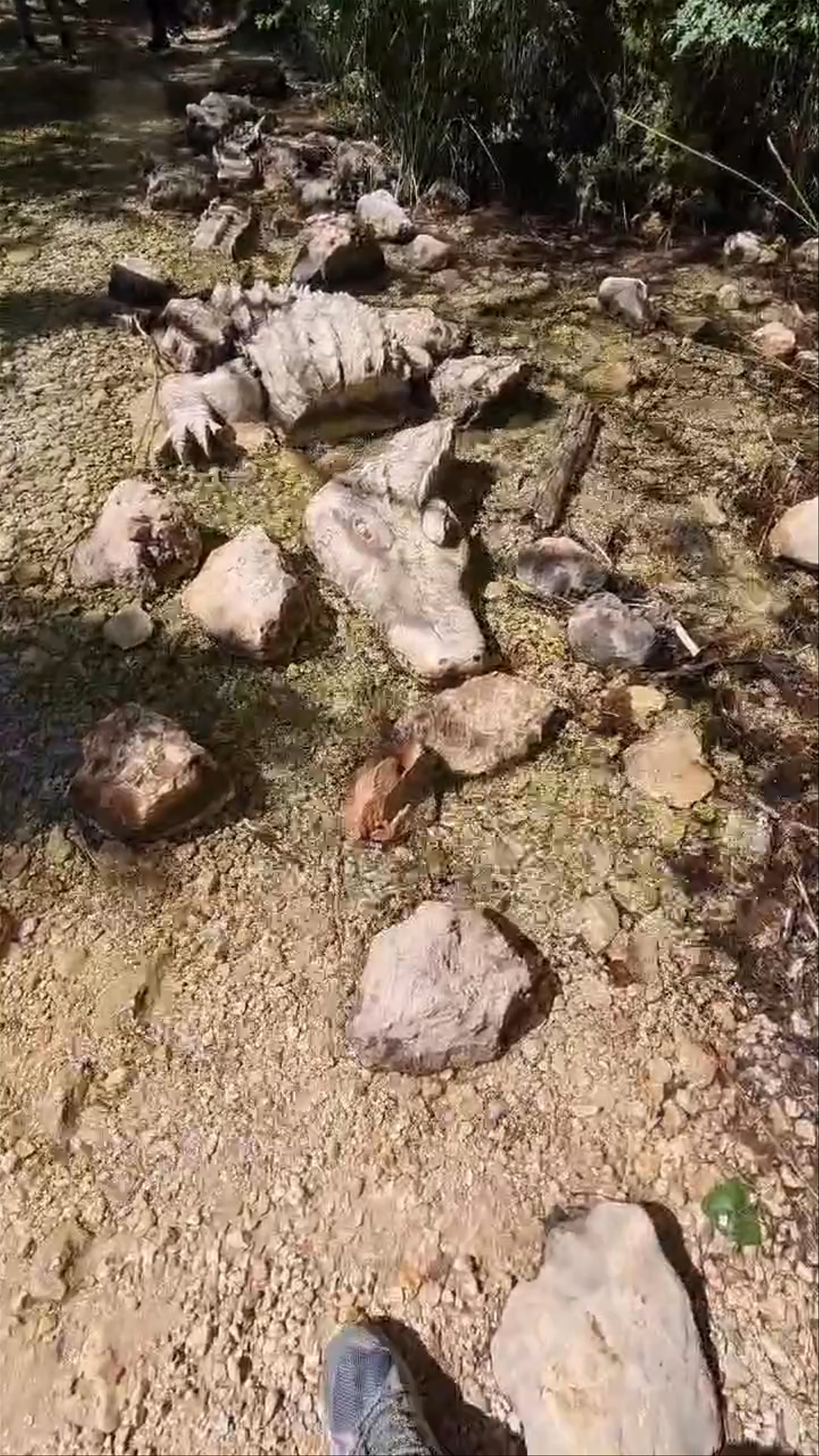 Mesmerizing Stone Alligator Path at Río Bogarra, Spain
