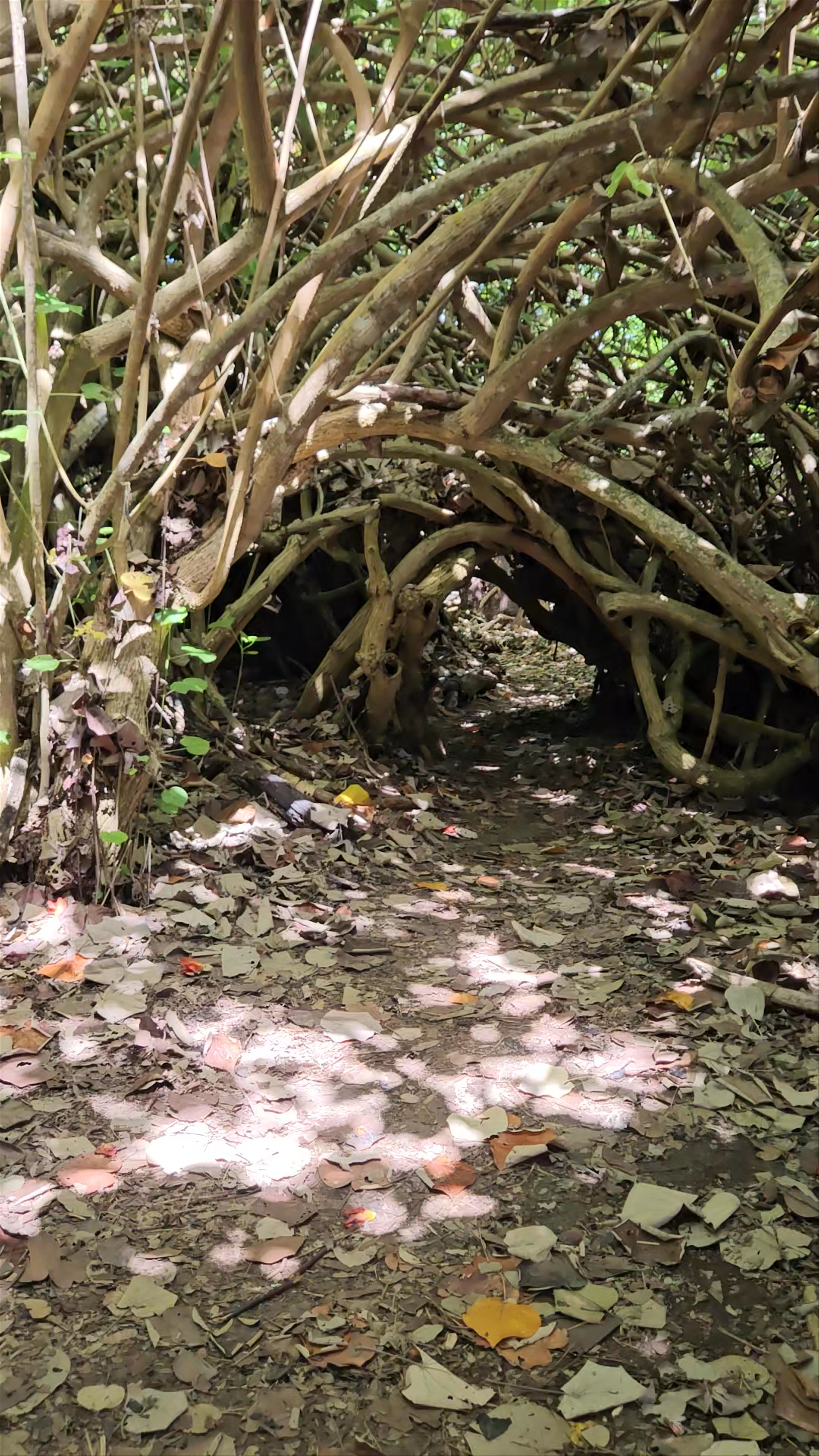 Enchanted Forest Tunnel Walk at El Estero, Galápagos