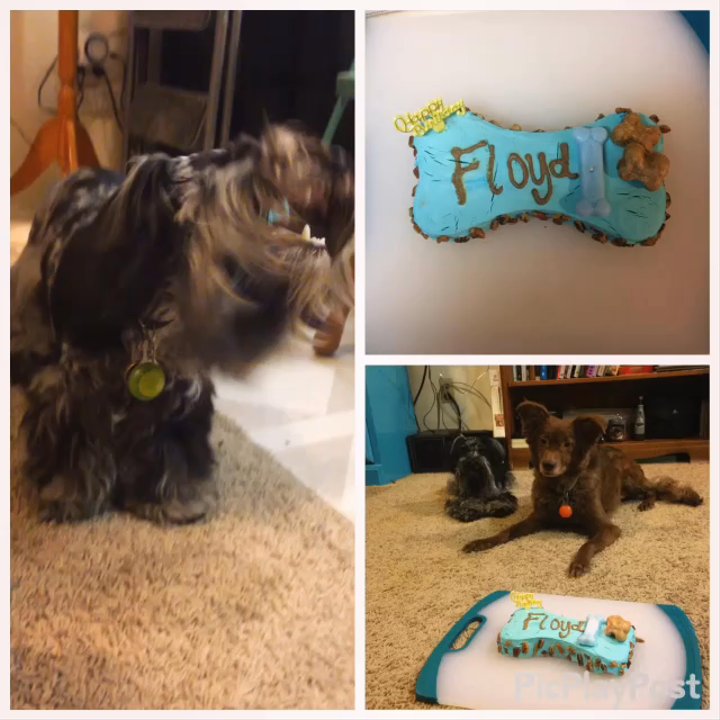 Tail Waggins Dog Bakery - Floyd enjoying his lovely sweet potato cake - Pet Stores Near Me - Georgetown, Texas