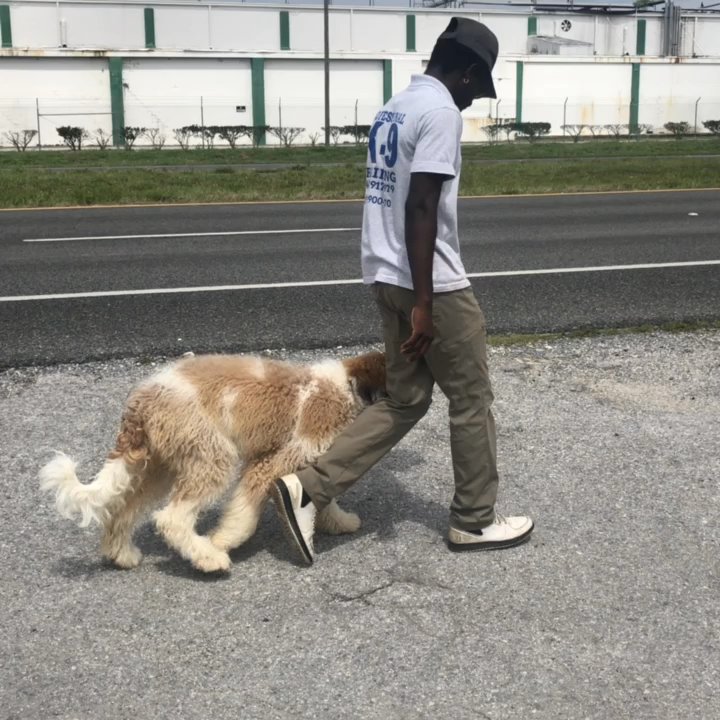 Leadjy Denis - Pet Training Near Me