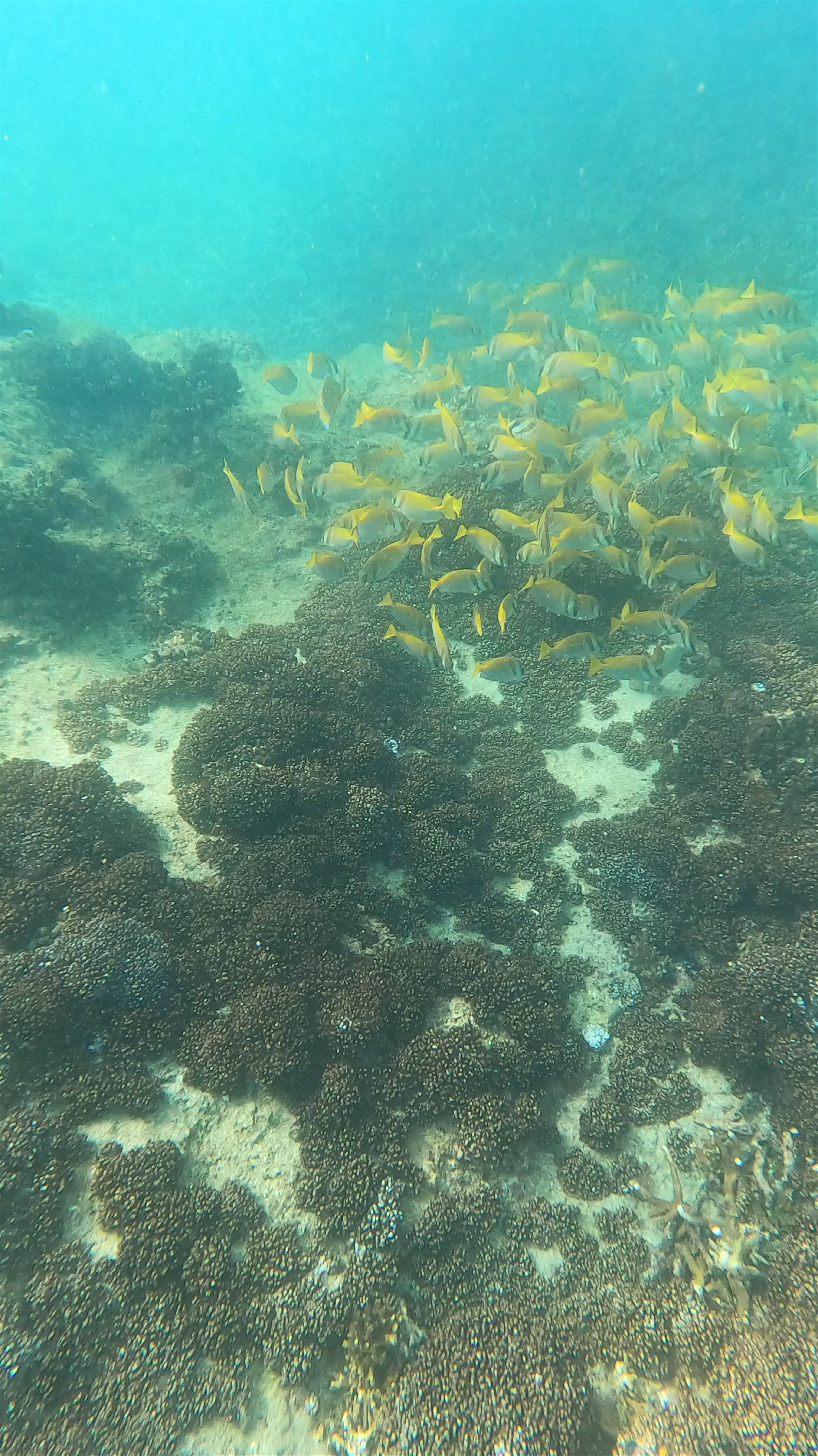 Koh Nang Yuan