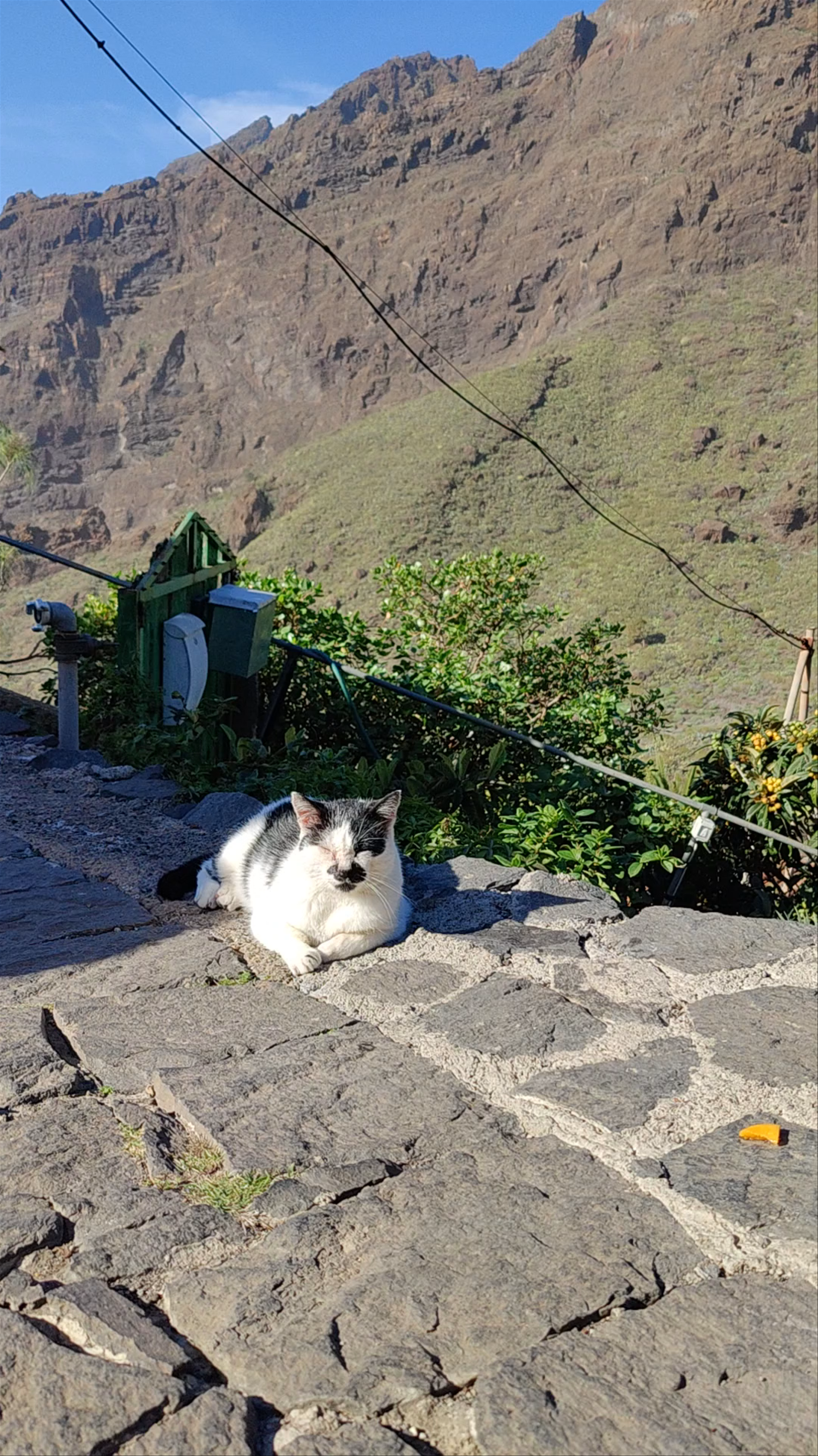 Sunlit Views and Cozy Cat at Masca Viewpoint, Canary Islands