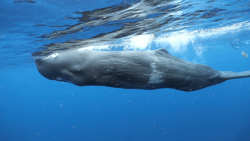 Pod of Sperm Whales in Dominica animated gif