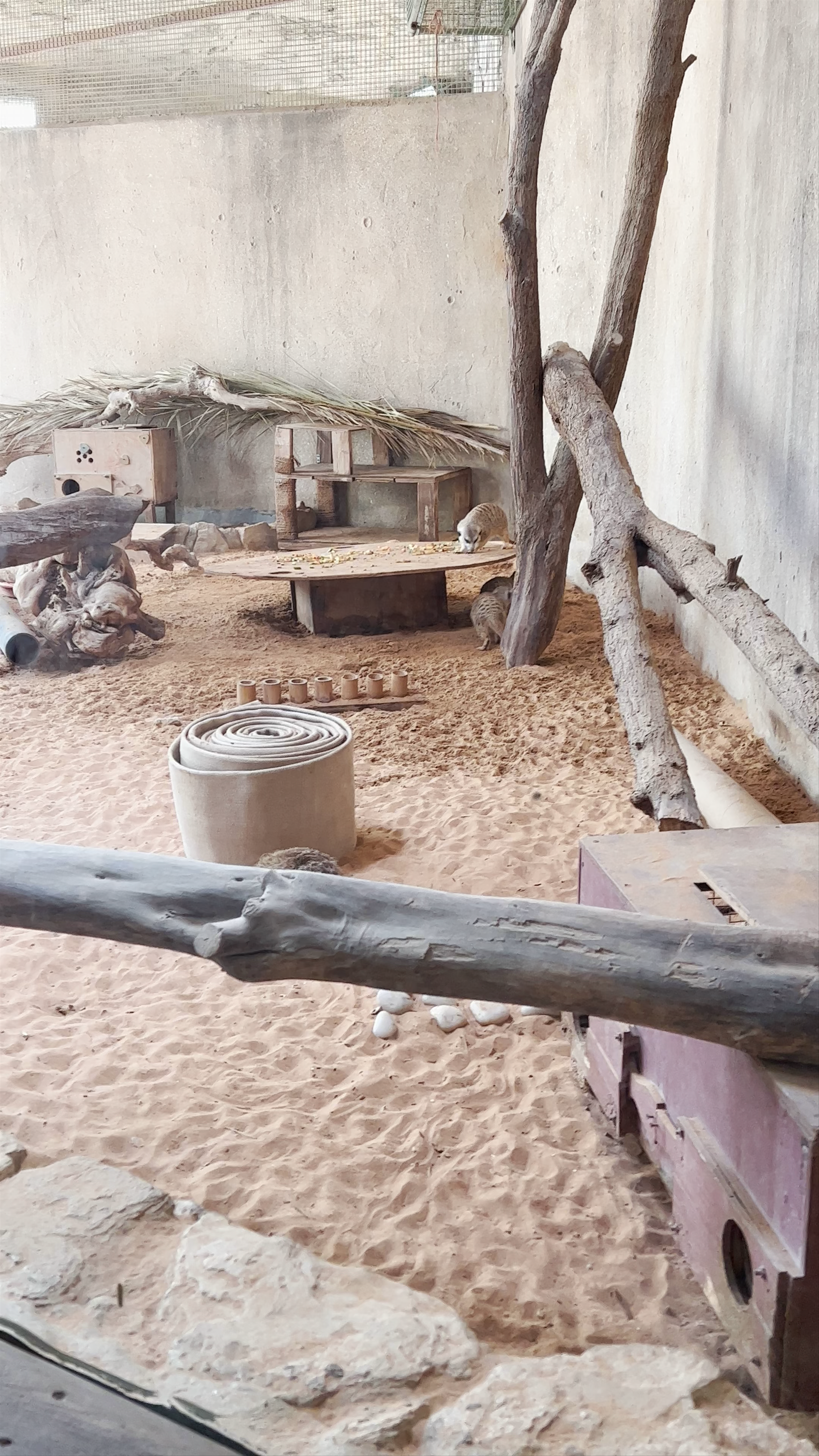 Emirates Park Zoo: Playful Meerkats Habitat in Abu Dhabi