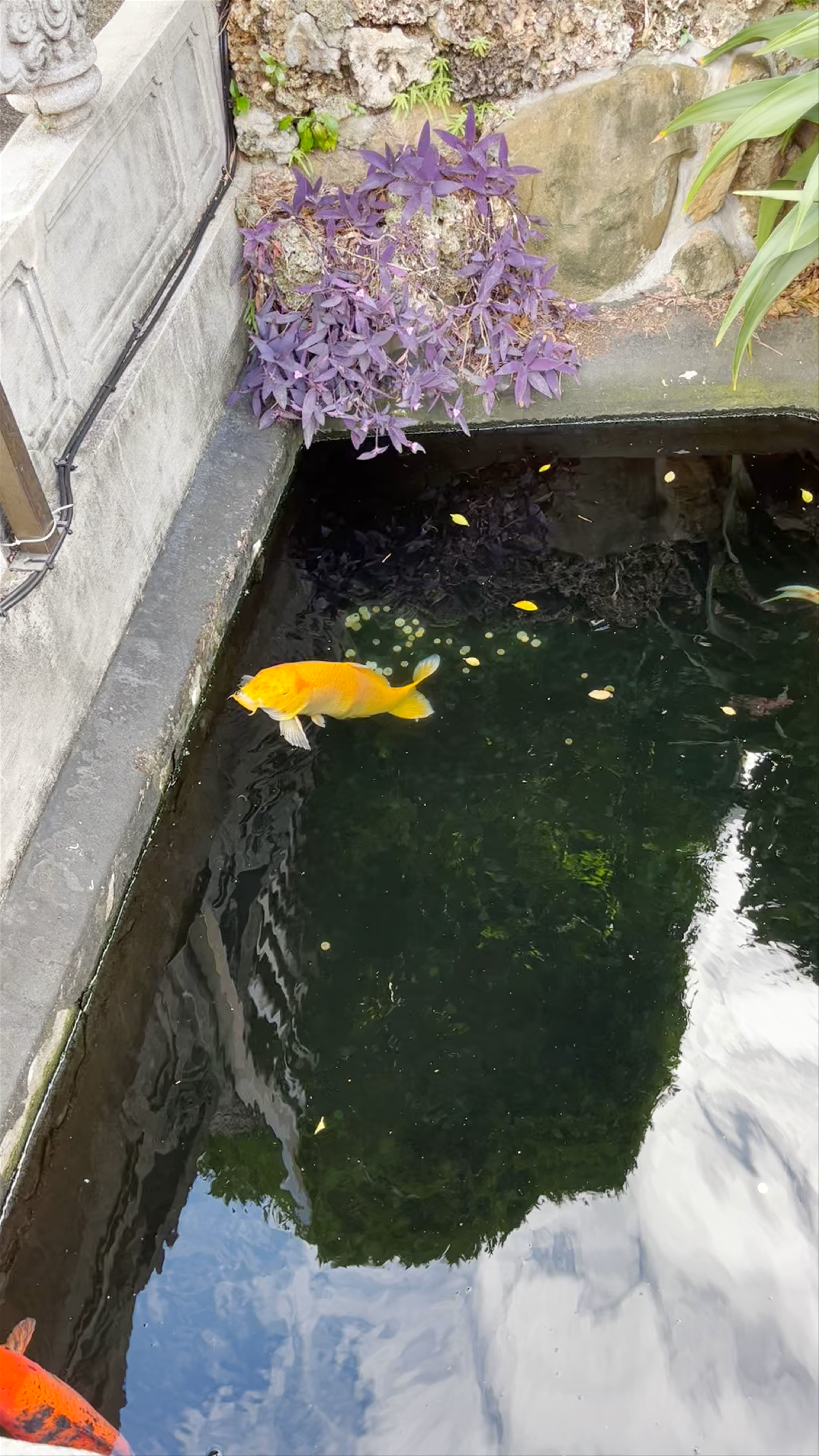 Tranquil Koi Pond at Lungshan Temple, Taipei