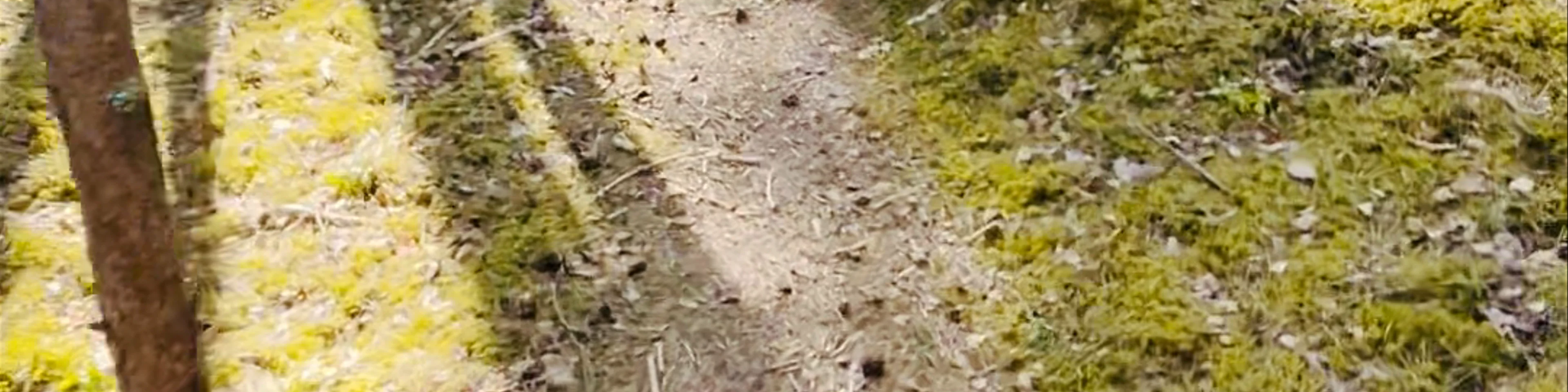 Mangal island walking trail