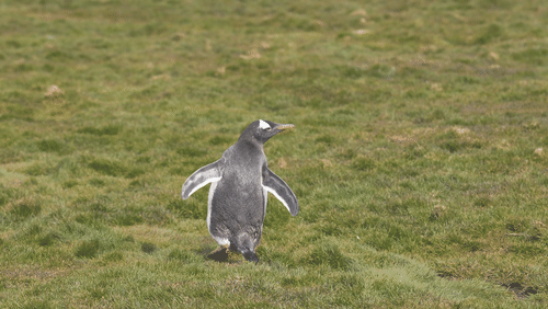 Gentoo Penguins animated gif