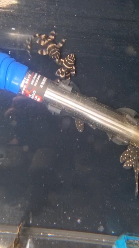 L204 Flash Pleco
