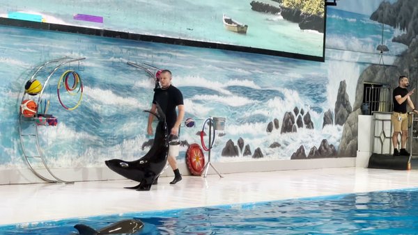 Photo of Dolphin show