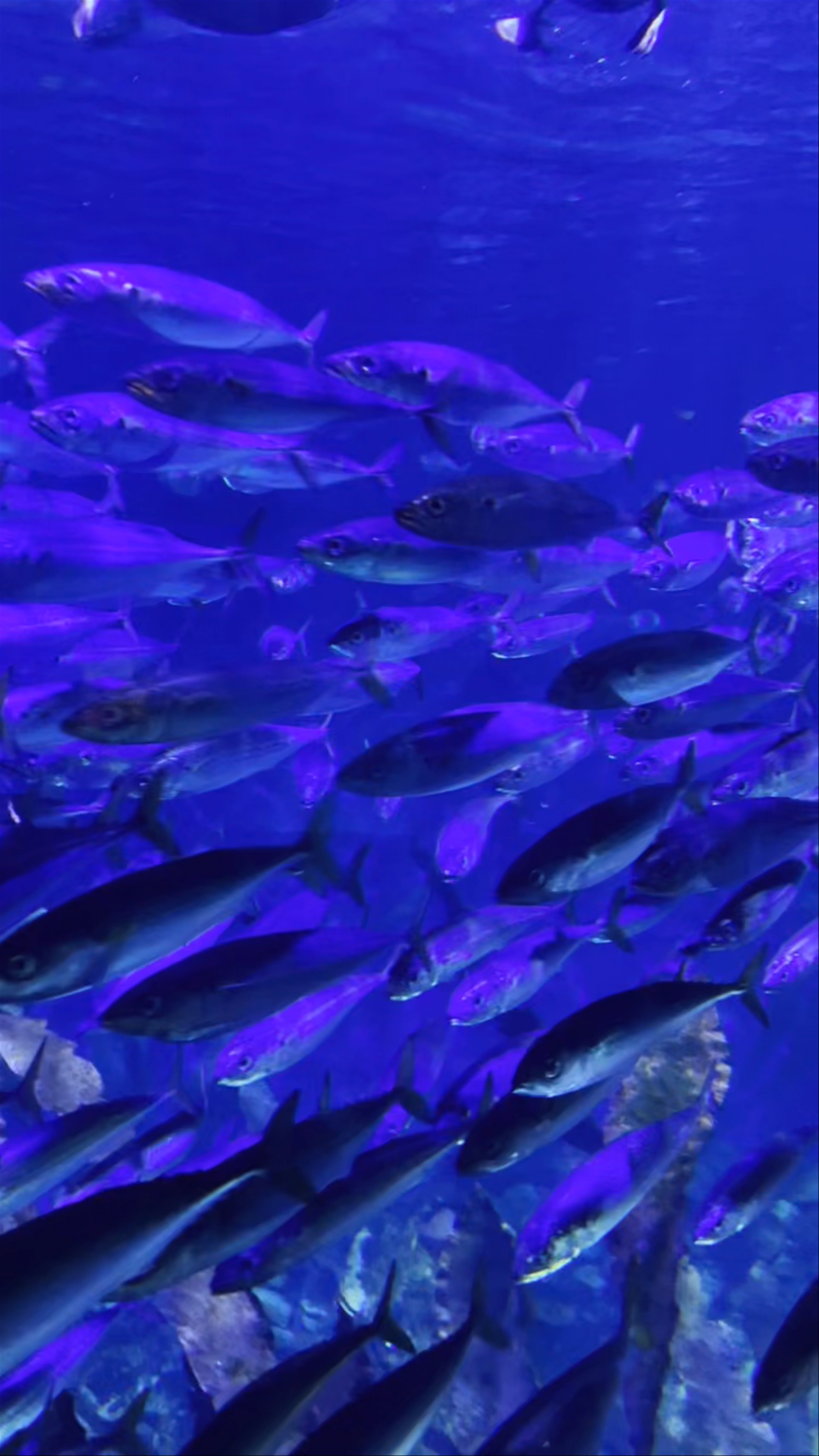 Oceanogràfic, Carrer d'Eduardo Primo Yúfera, València, Spain
