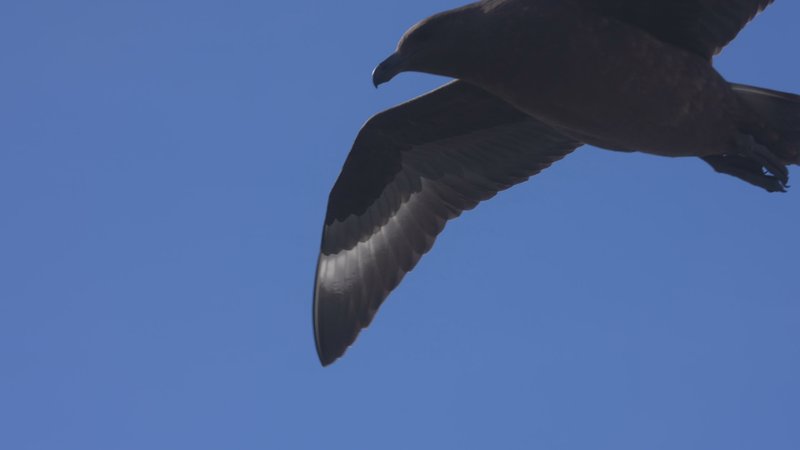 South Polar Skua poster