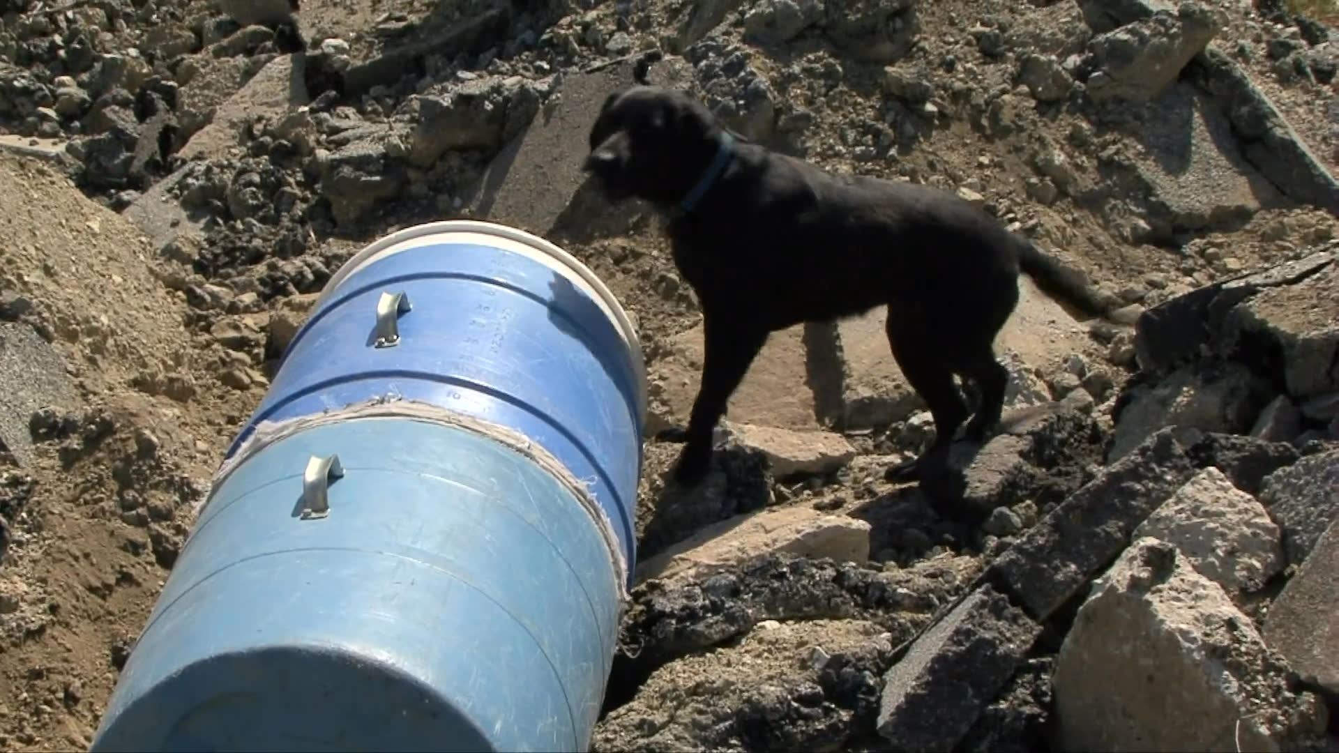 A search and rescue handler supervises a training exercise as a black Labrador retriever navigates a rubble pile and demonstrates scent-detection skills in an outdoor field setting.