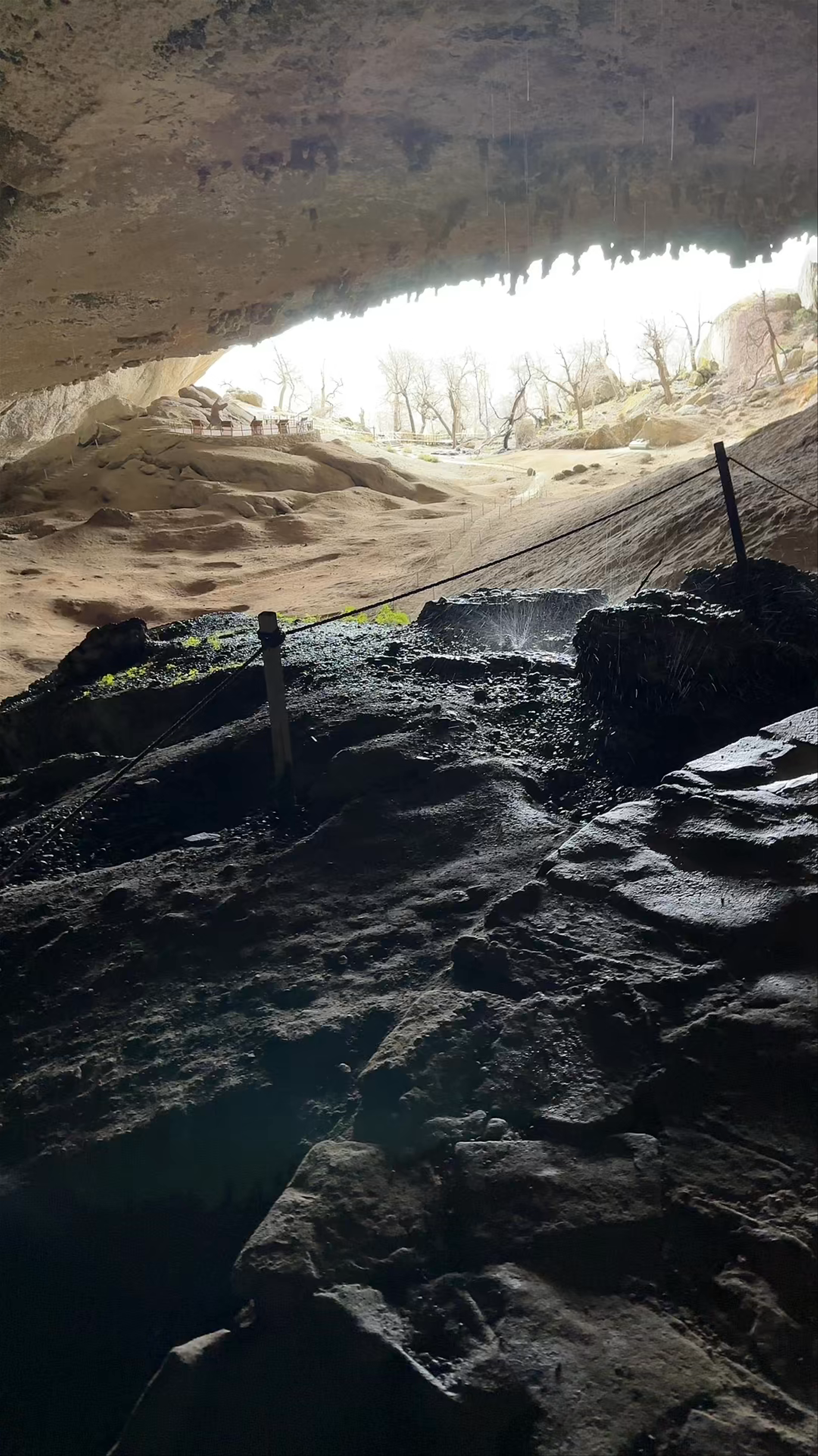 Cueva del Milodón - Y-290