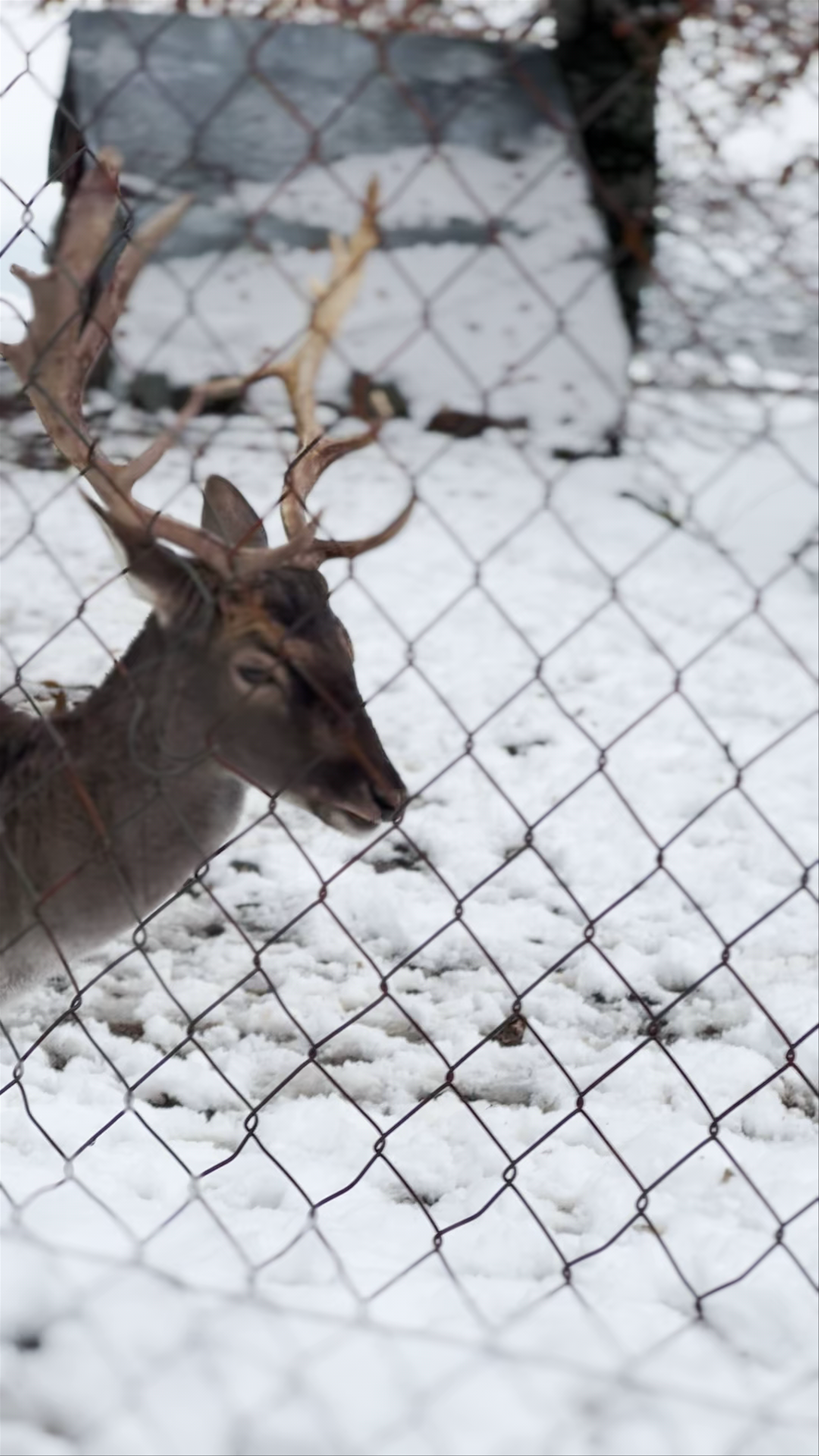 Winter Serenity: Majestic Deer in Panagitsa, Greece
