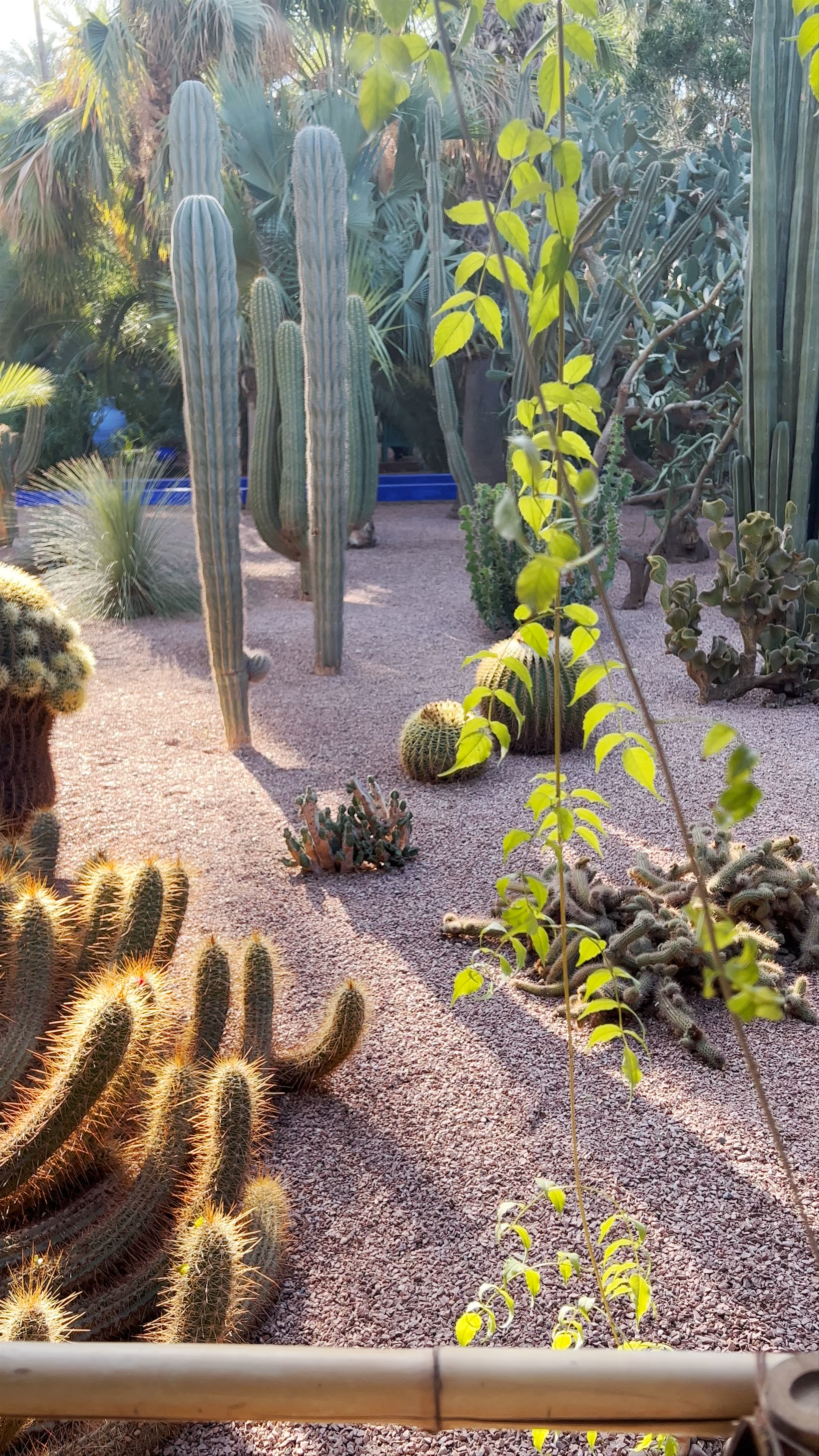 Jardin Majorelle