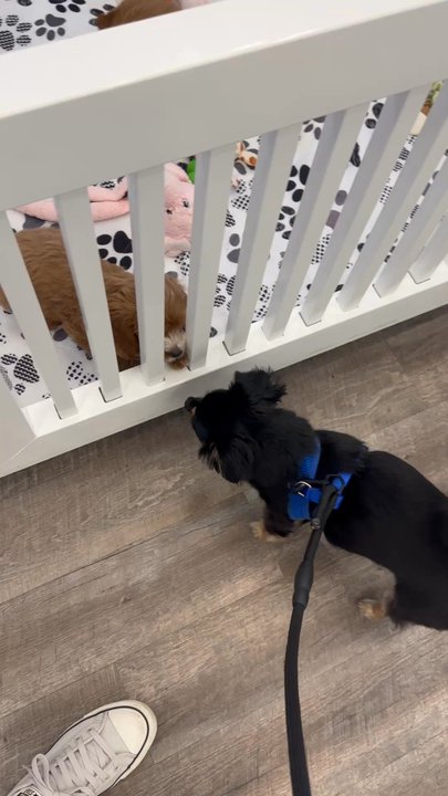 Waggs to Riches - Pet Stores Near Me - Boca Raton, Florida