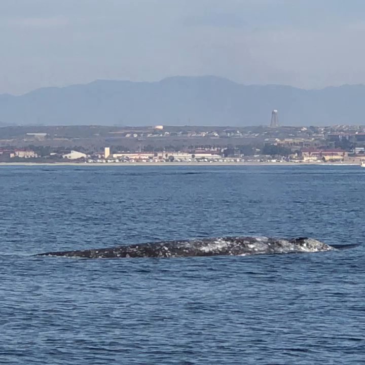 Pacific Marine Charters - Whale watching at Oceanside CA on the La Bella Vita... Great host Captain Bill - Boat Charters Near Me - Oceanside, California