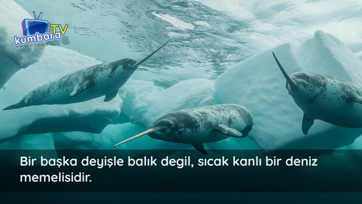 thumbnail Deniz Gergedanı - Narval