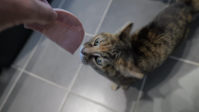 Nexus aime le jambon