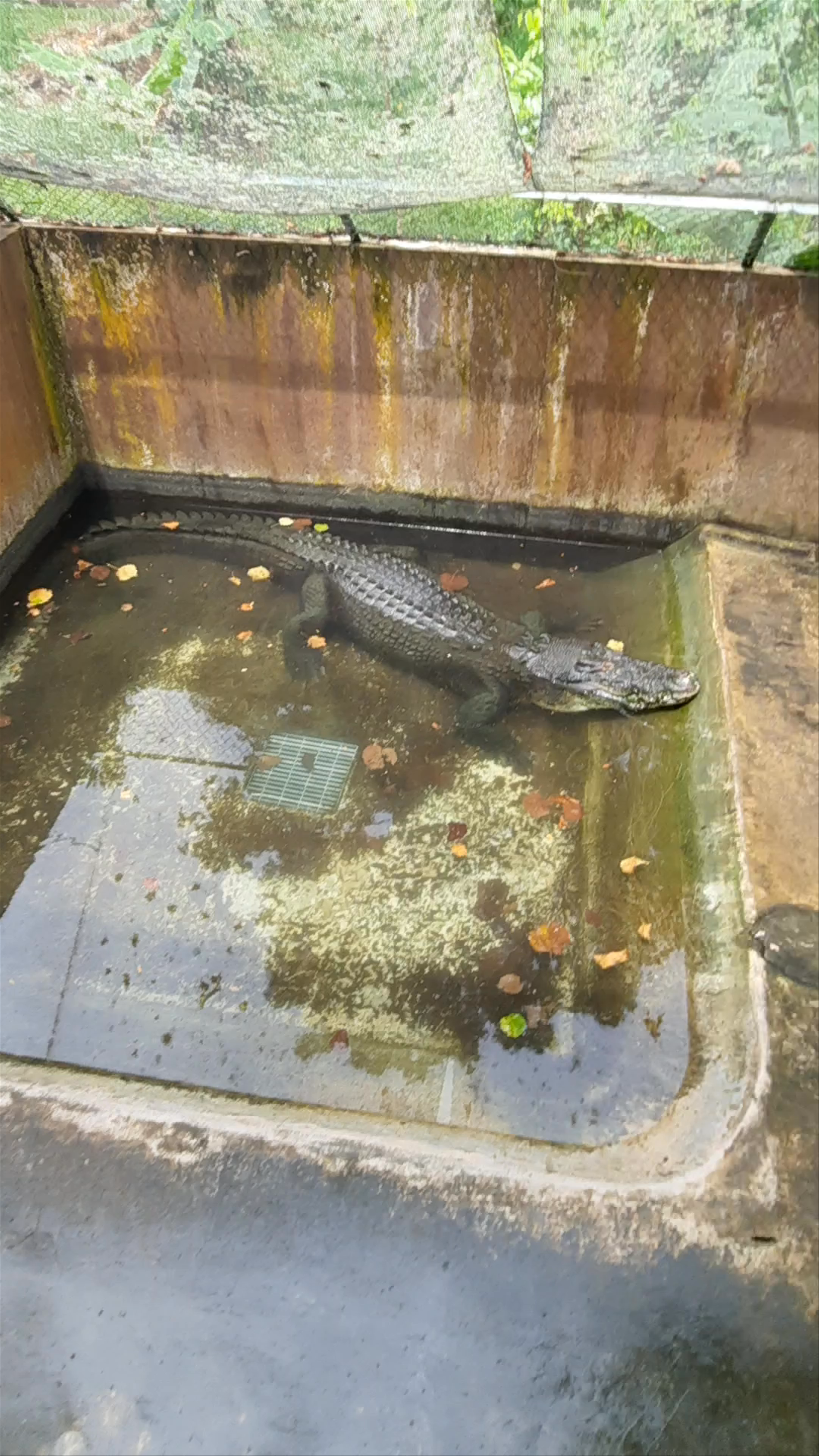 Palawan Wildlife Rescue and Conservation Center (Crocodile Farm)