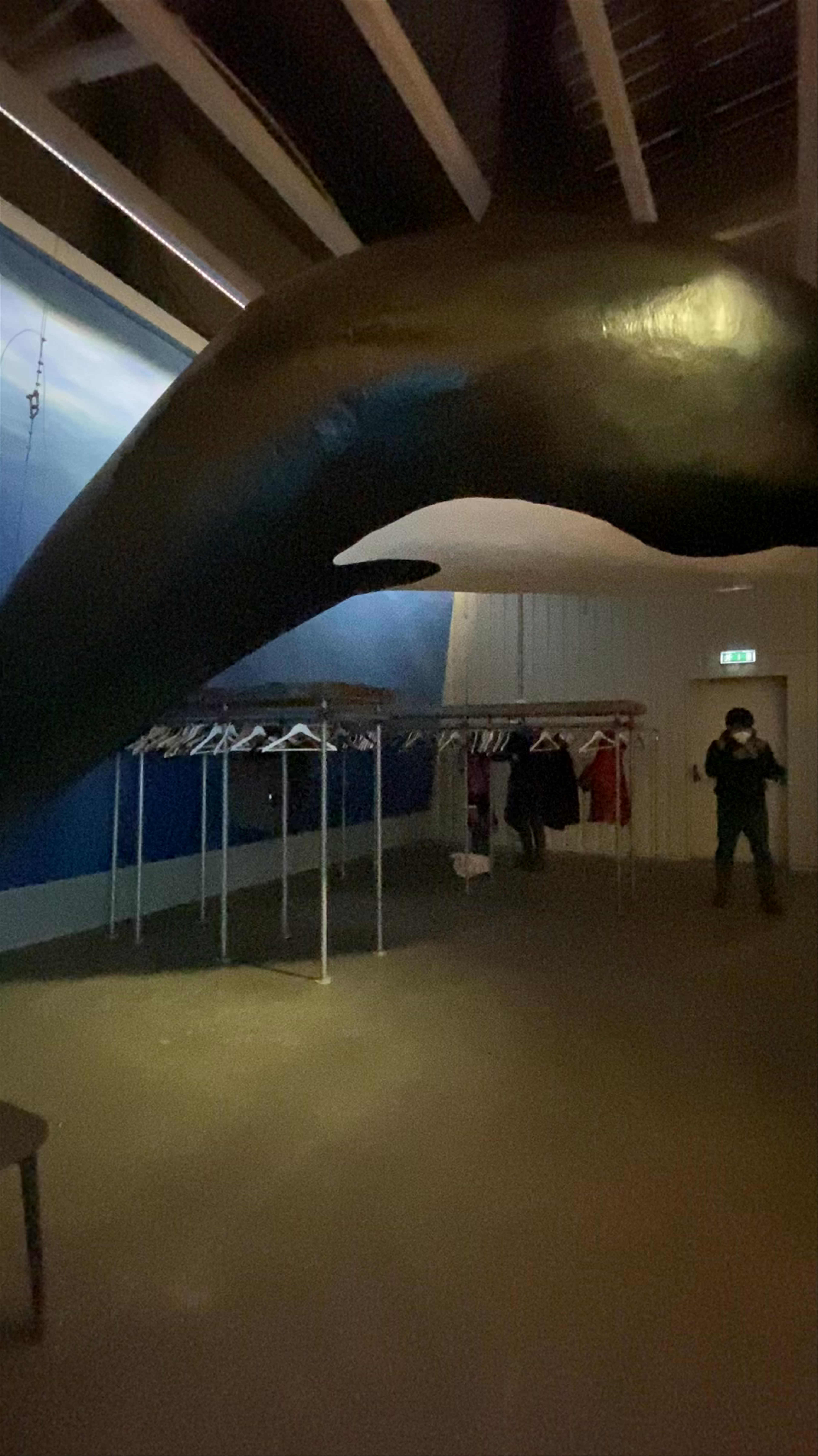 Whales of Iceland