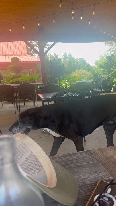 Overmountain Vineyards - An amazing Max who is 15 years old- sweet and gracious! - Wineries Near Me - Tryon, North Carolina