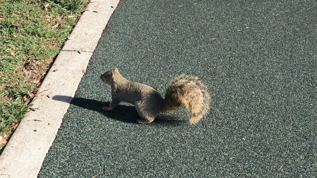 Covina Park - Covina Friendly Squirrel's are very brave!  "gOt fuuhd?" - Parks Near Me - Covina, California