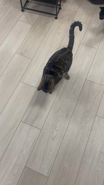 MeowTown Cat Lounge - Pet Adoption Near Me - McLean, Virginia