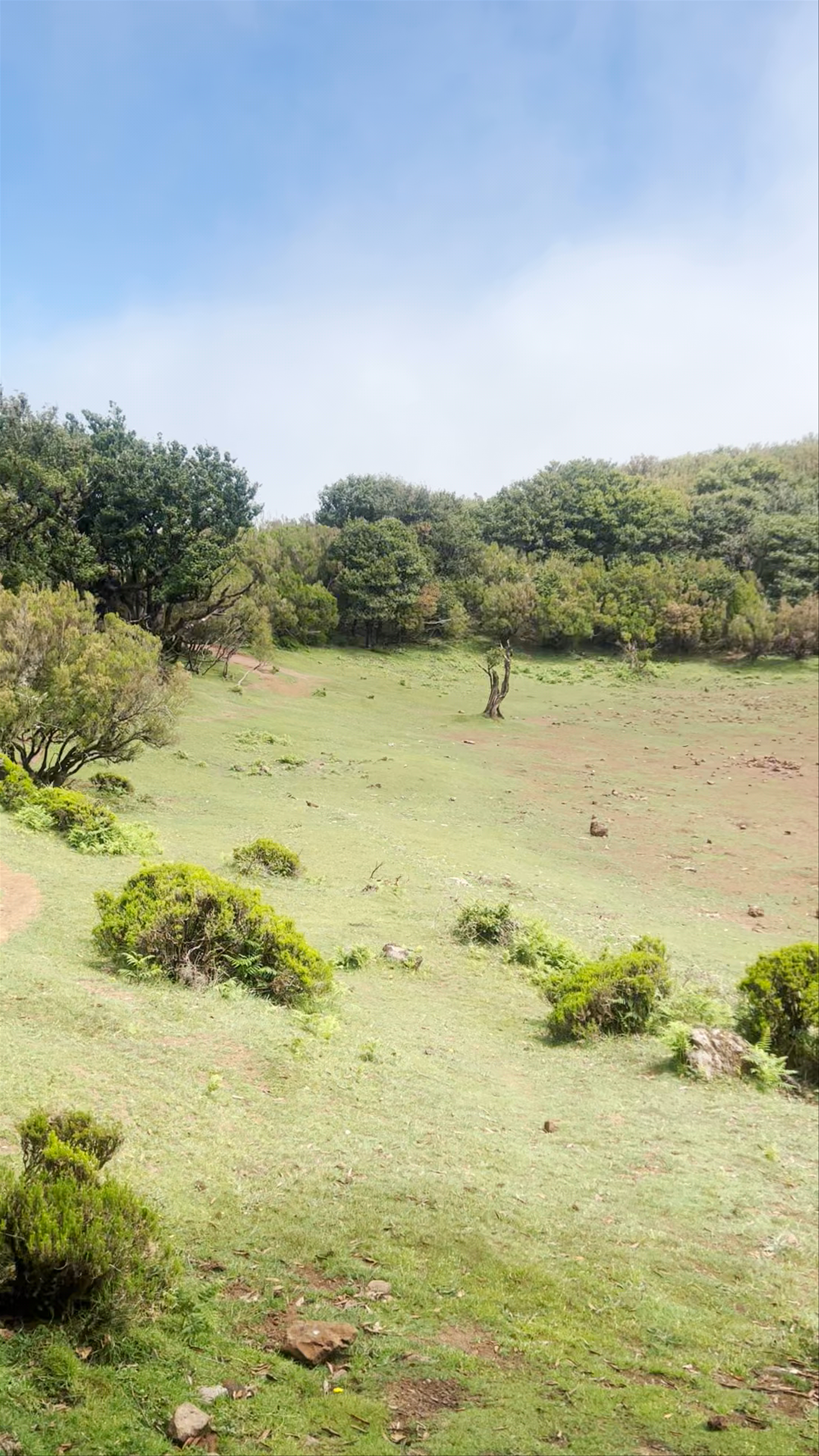 Lagoa de Fanal: Majestic Forest Clearing in Madeira, Portugal
