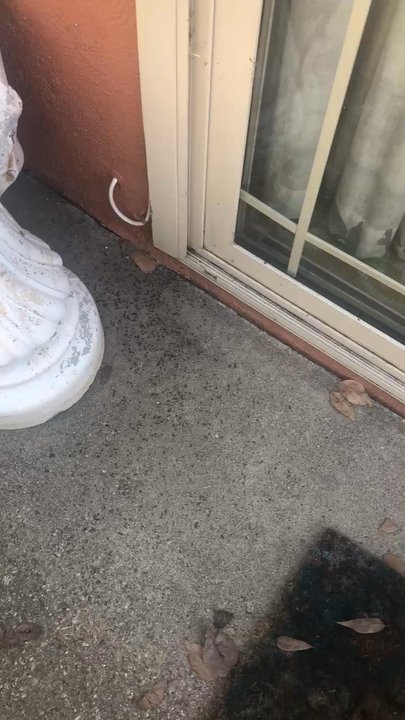 Total Impact Pest Control - 24 hours after treatment, dead ants! Ok - Pest Control Near Me - Cerritos, California