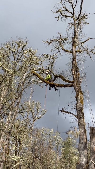Fox Hollow ArborCare - Tree Services Near Me