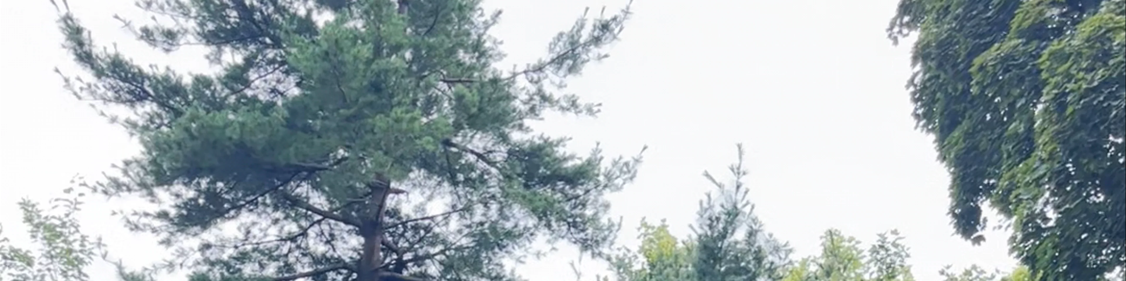Central Park