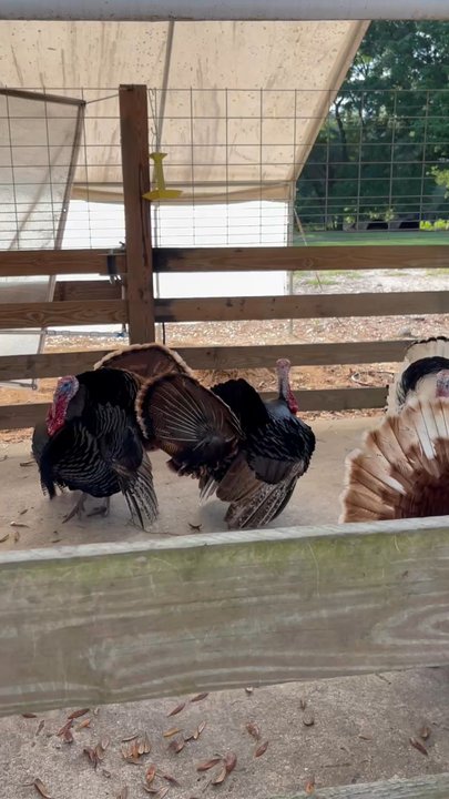 Rooterville Animal Sanctuary - Turkeys - Community Service/Non-Profit Near Me - Melrose, Florida