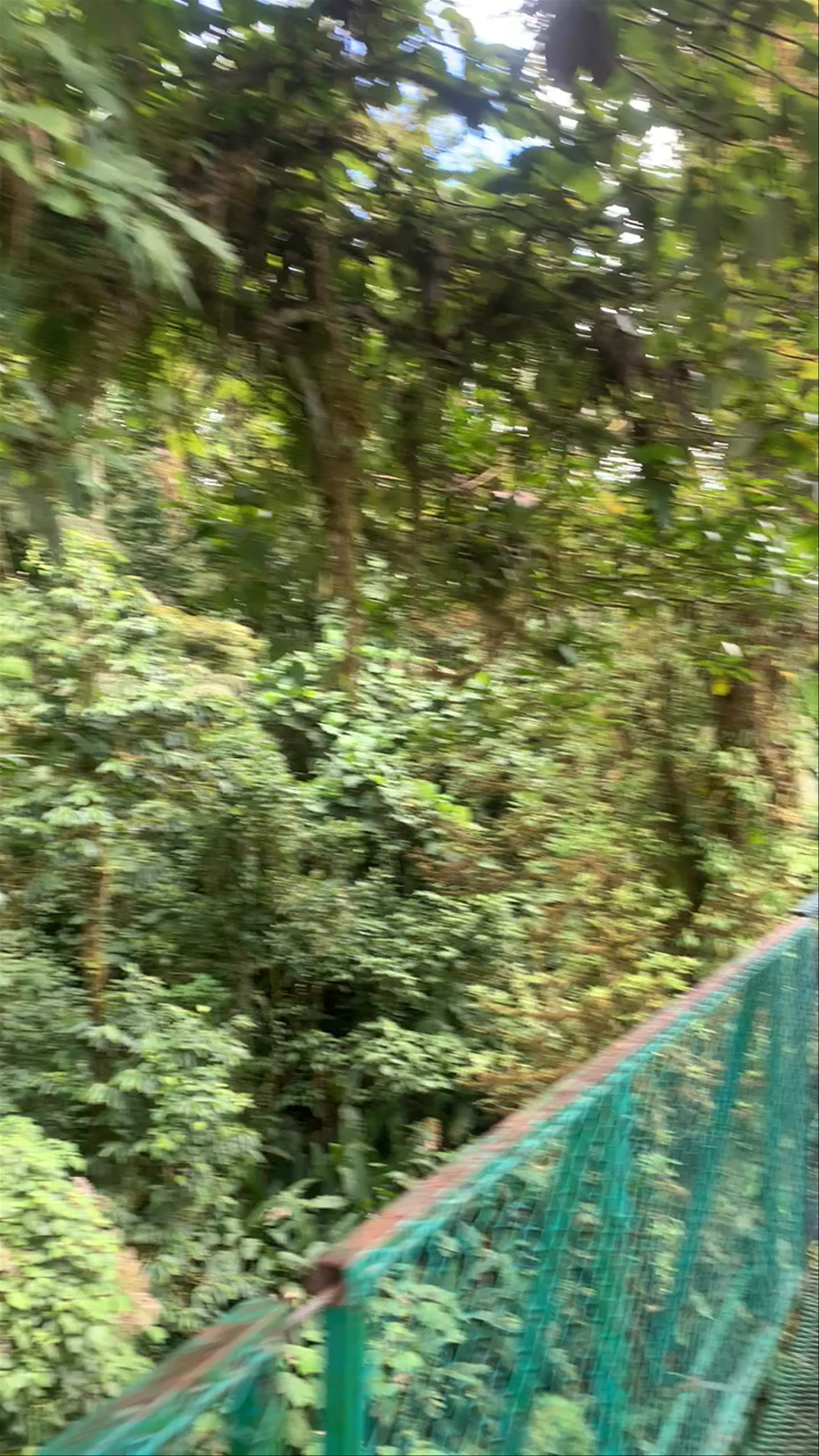 Monteverde Hanging Bridges 