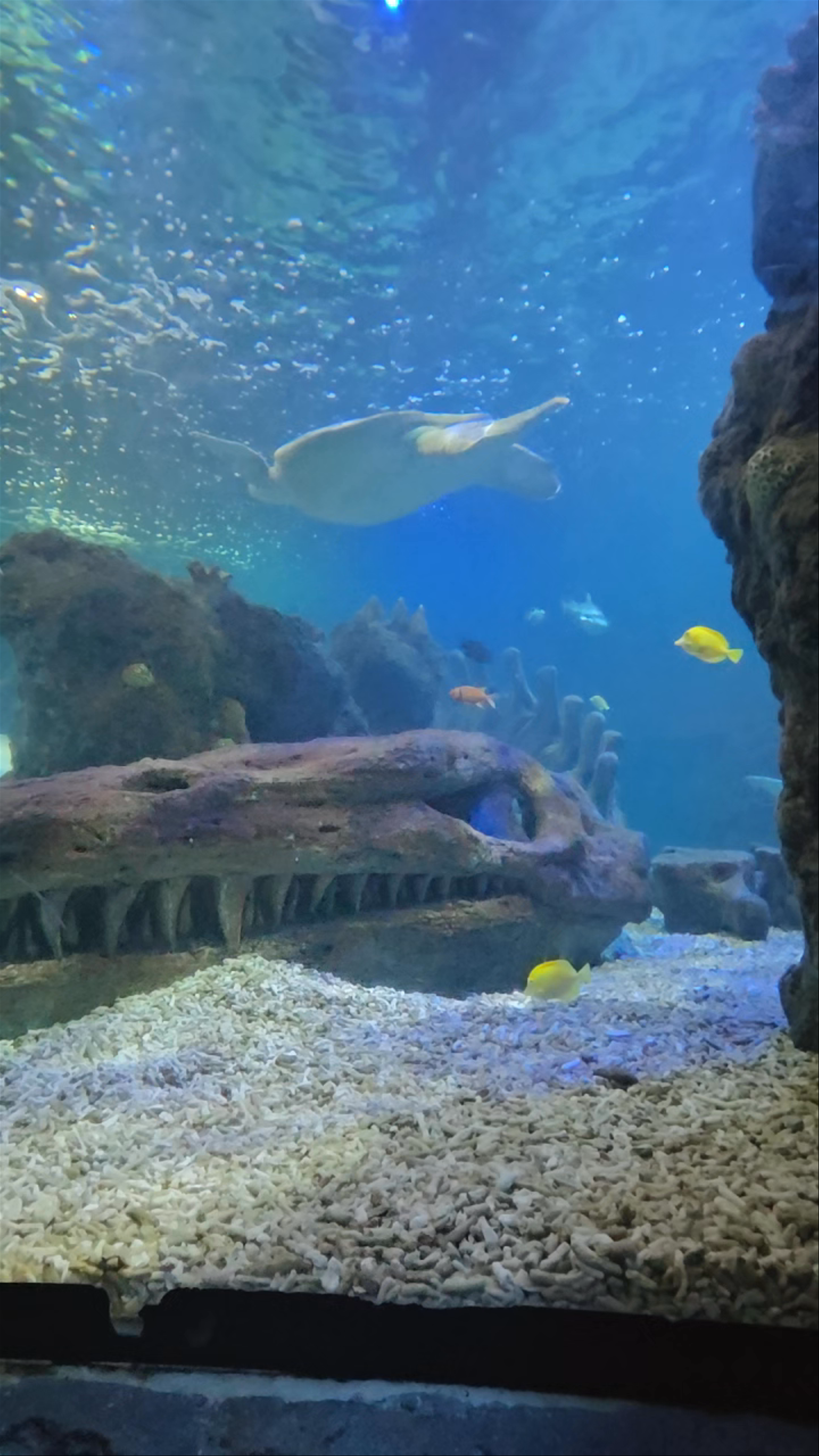 Sea Life Benalmádena