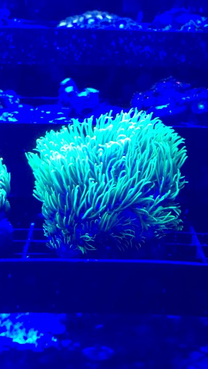 Premier Aquatics - Their coral tanks are amazing - Aquarium Services Near Me - Virginia Beach, Virginia