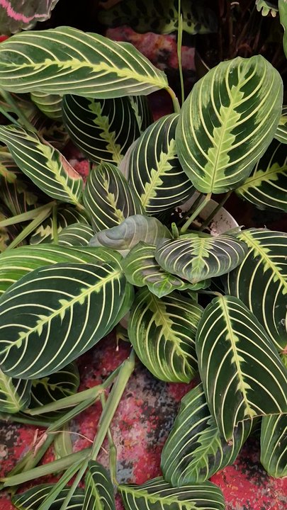 Tansy - Prayer plant - Home Decor Near Me - Burbank, California