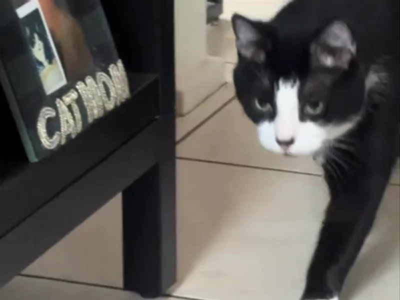 Cat Water Fountain Australia Partnership