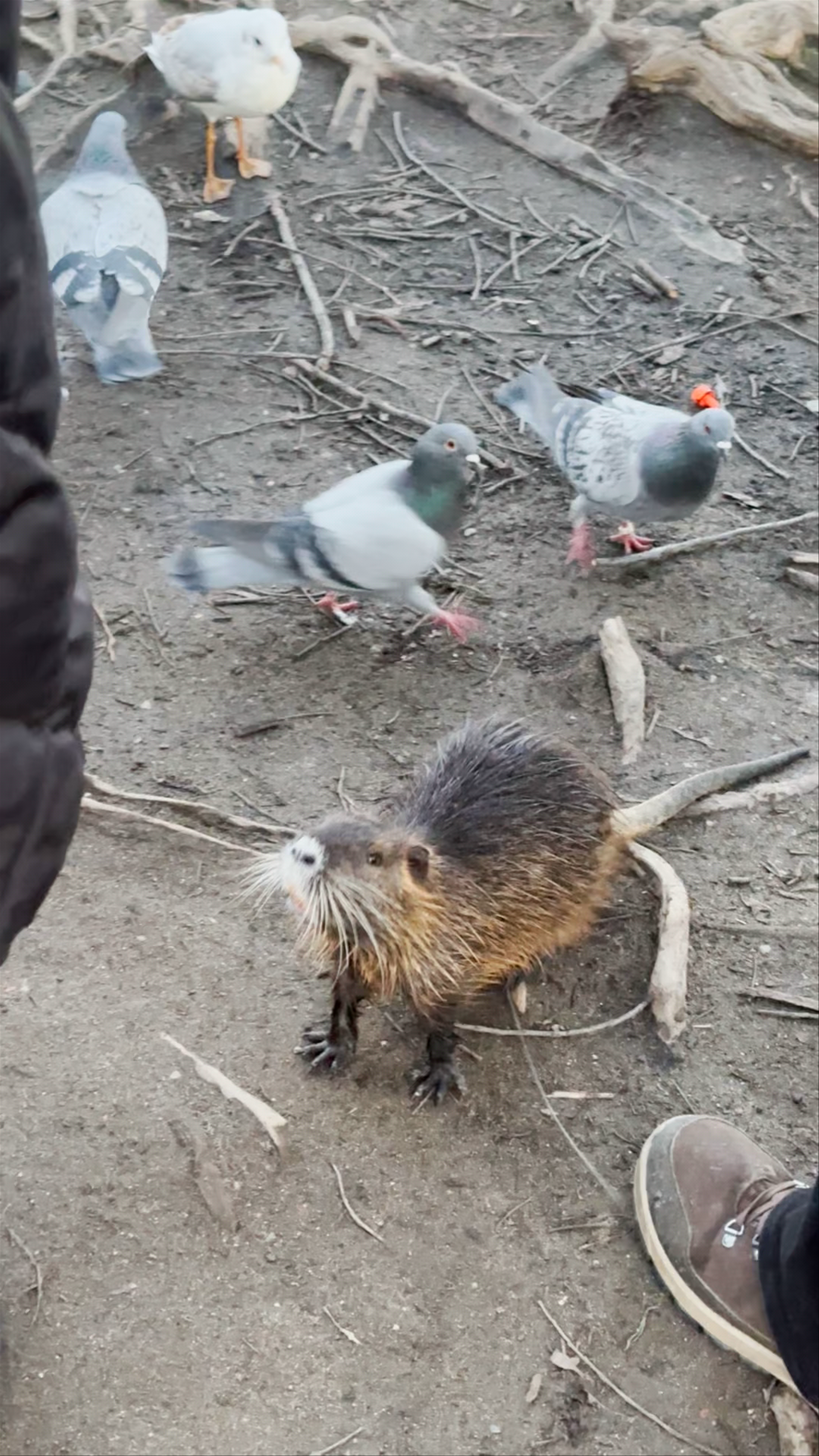 Nutria town