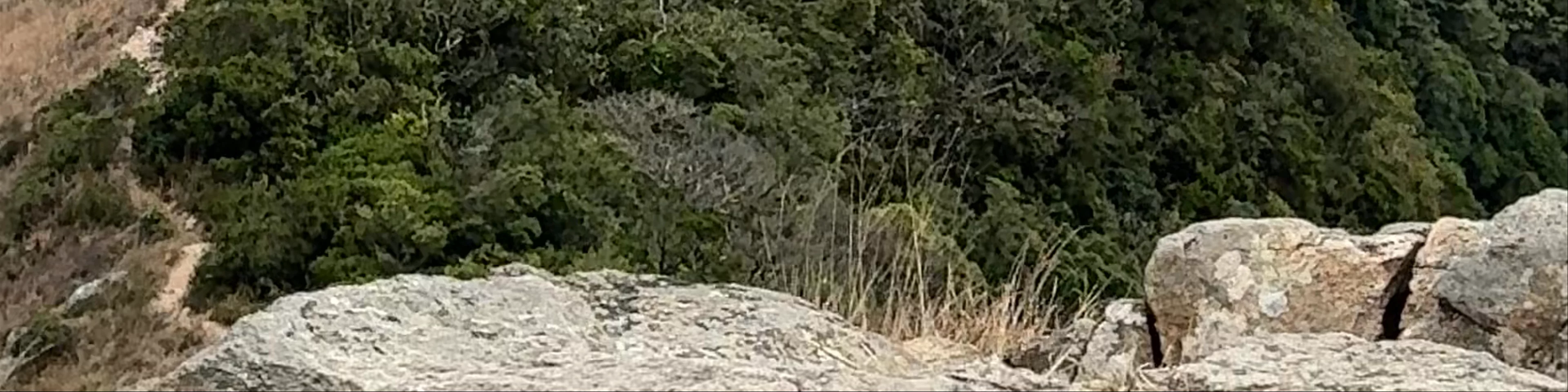 West Dog's Teeth
