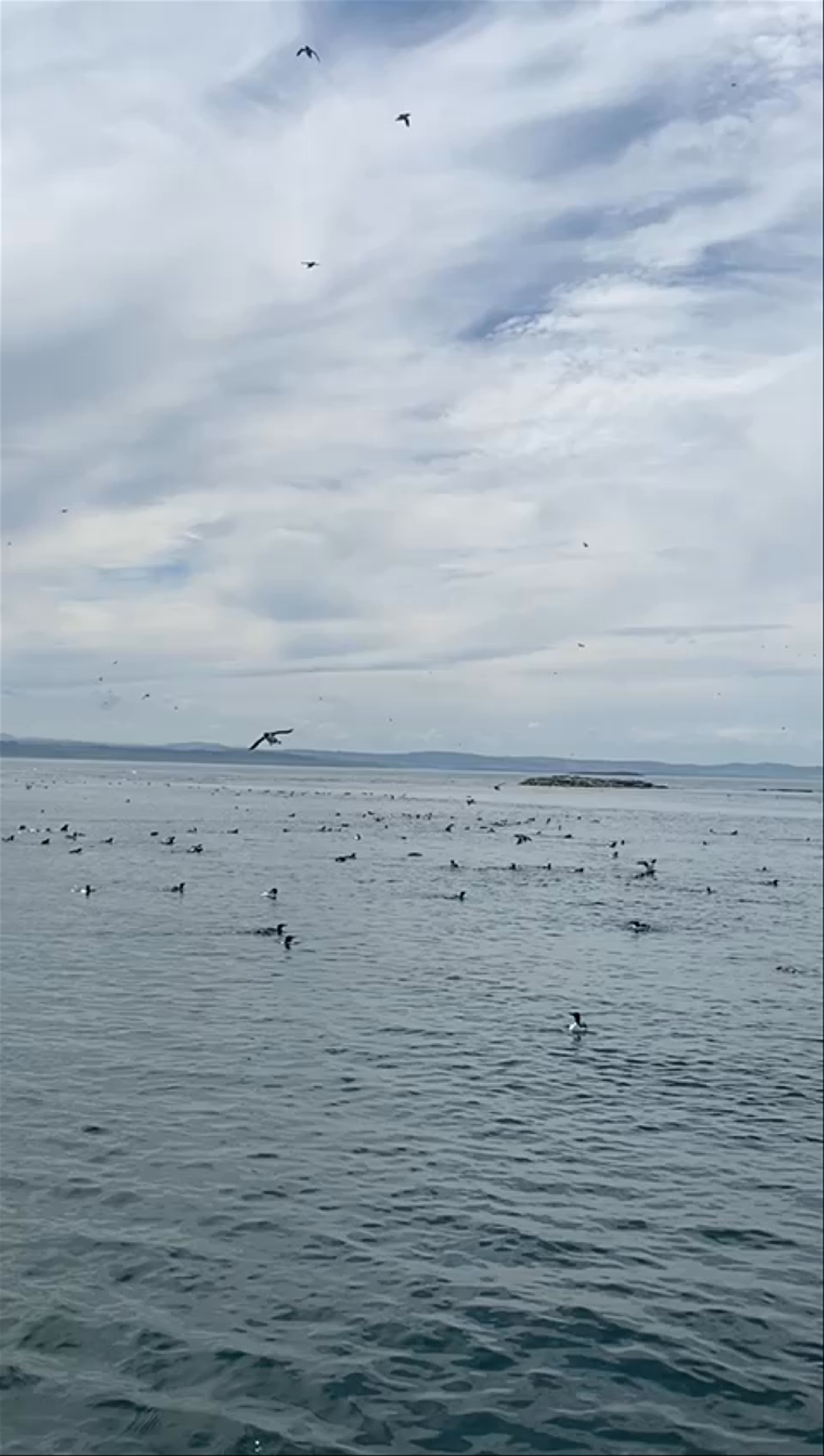 Serene Wildlife and Ocean Views at the Farne Islands, United Kingdom