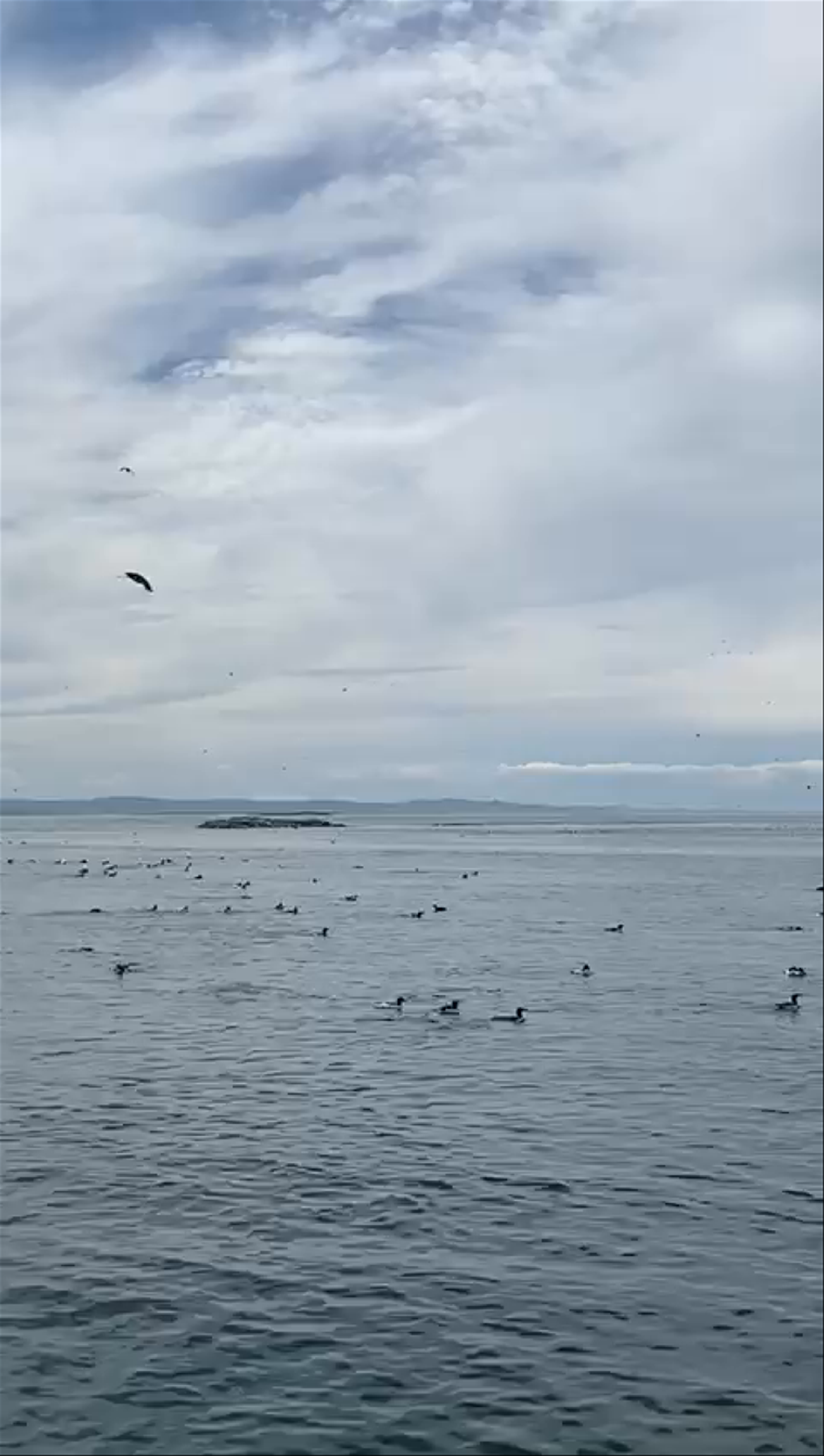 Farne Island Puffins & Razorbills