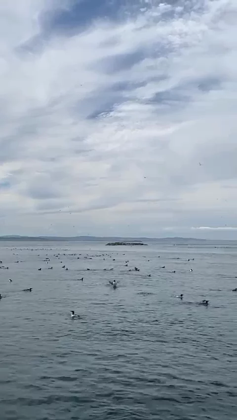 Farne Island Puffins & Razorbills