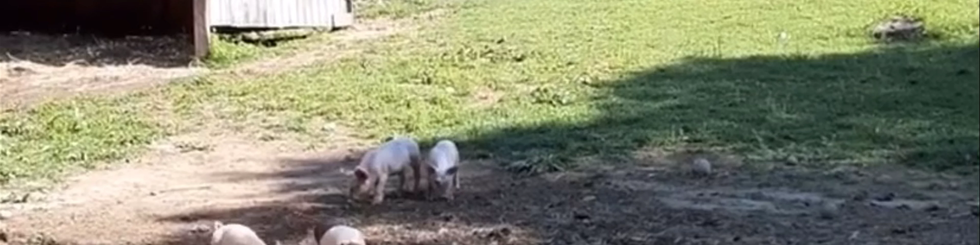 Flamig Farm